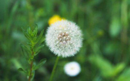 Mahima Chaudhry and Sanjay Mishra Go Viral With Their Latest Collaboration