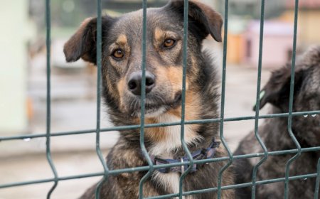 Delhi Municipal Corporation Identifies 2.5-Acre Site for Mega Dog Shelter