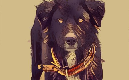 Stray Dog Ruling: Can Municipal Bodies Ensure Compassionate Implementation?