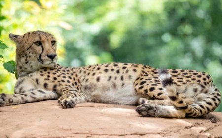 First Indian-Born Cheetah Mukhi Welcomes Five Cubs at Kuno National Park