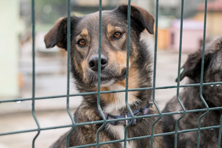 Delhi Municipal Corporation Identifies 2.5-Acre Site for Mega Dog Shelter