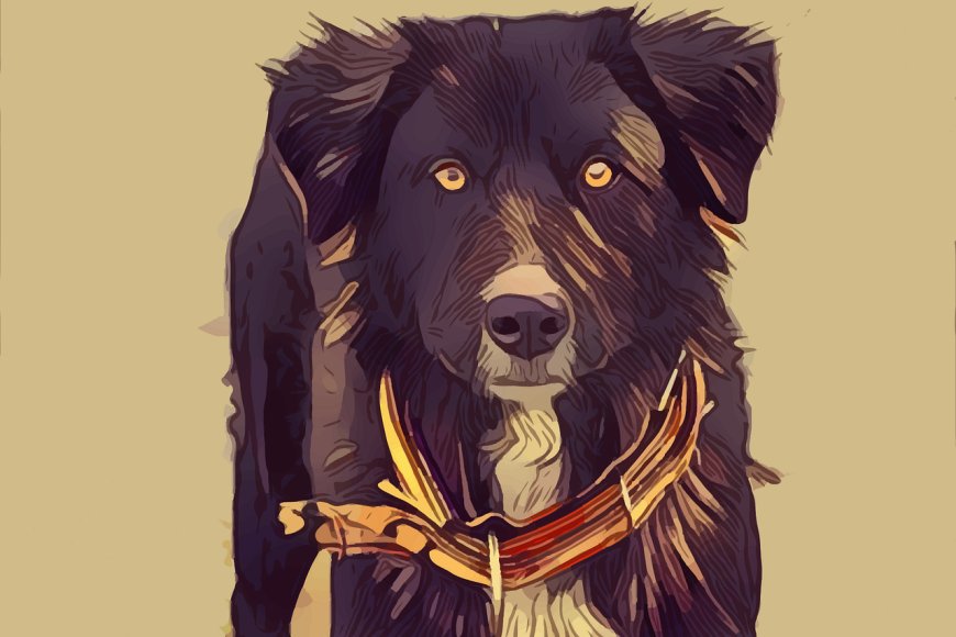 Stray Dog Ruling: Can Municipal Bodies Ensure Compassionate Implementation?