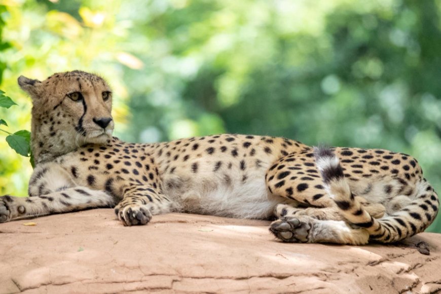 First Indian-Born Cheetah Mukhi Welcomes Five Cubs at Kuno National Park