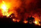 “Tragedy and Destruction: Australia’s Early Bushfire Season Claims 1 Life, 40 Homes”