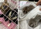 Interpol Seizes 30,000 Live Animals in Record 2025 Wildlife Crime Crackdown Driven by Exotic Pet Demand.