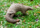Pangolins: Most Trafficked Mammal at Risk of Extinction