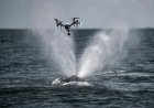 Drones Sniff Out a Deadly Virus in Arctic Whales’ Breath, Scientists Reveal