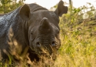 Rhino Dehorning Cuts Poaching by Nearly 80% | Conservation Breakthrough