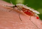 Invasive Mosquito Risks India’s 2030 Malaria Elimination Goal