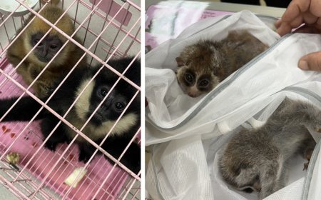 Interpol Seizes 30,000 Live Animals in Record 2025 Wildlife Crime Crackdown Driven by Exotic Pet Demand.