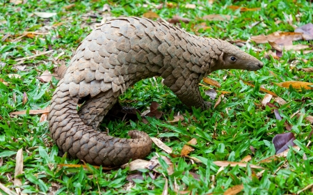 Pangolins: Most Trafficked Mammal at Risk of Extinction