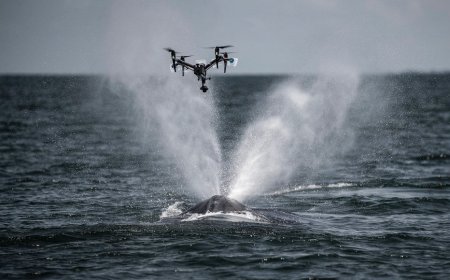 Drones Sniff Out a Deadly Virus in Arctic Whales’ Breath, Scientists Reveal