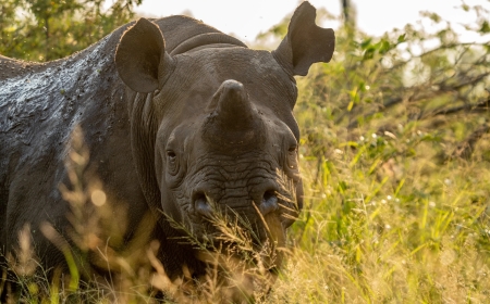 Rhino Dehorning Cuts Poaching by Nearly 80% | Conservation Breakthrough