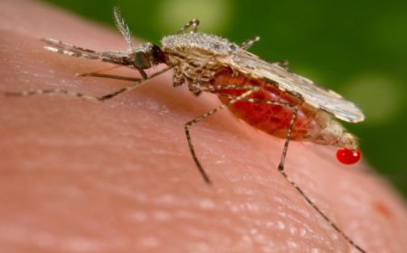 Invasive Mosquito Risks India’s 2030 Malaria Elimination Goal