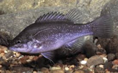 “Only Between Two Waterfalls: Rare Ancient Fish’s Last Home Now in Danger”