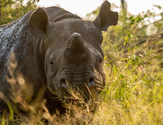 Rhino Dehorning Cuts Poaching by Nearly 80% | Conservation Breakthrough