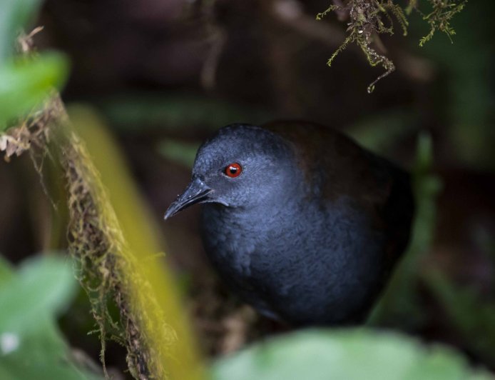 Galápagos Rail Rediscovered After Nearly 200 Years | Conservation Triumph