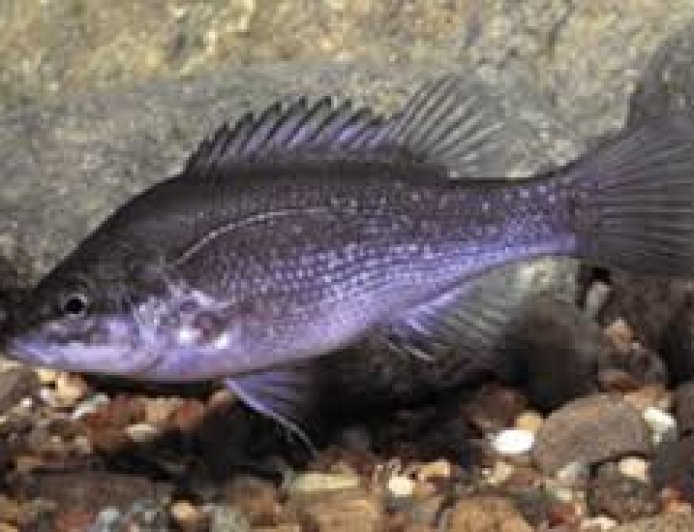“Only Between Two Waterfalls: Rare Ancient Fish’s Last Home Now in Danger”