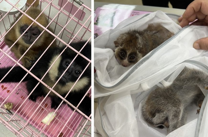 Interpol Seizes 30,000 Live Animals in Record 2025 Wildlife Crime Crackdown Driven by Exotic Pet Demand.