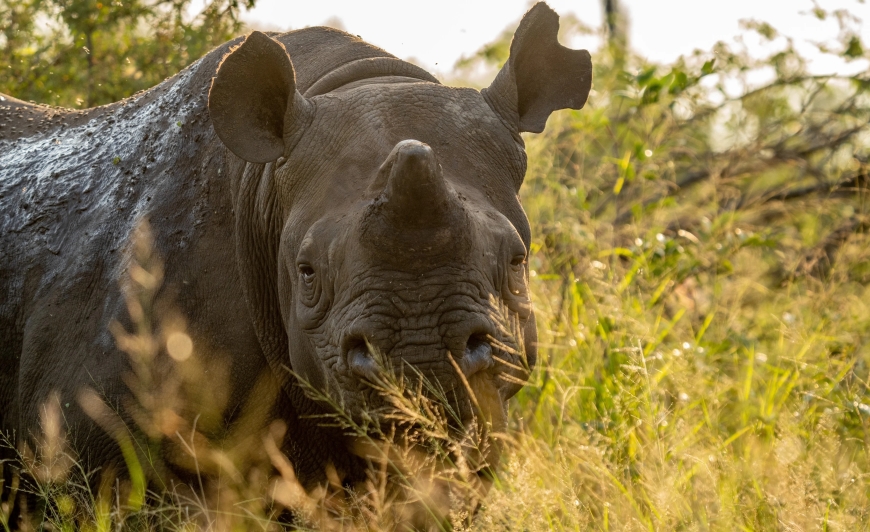 Rhino Dehorning Cuts Poaching by Nearly 80% | Conservation Breakthrough