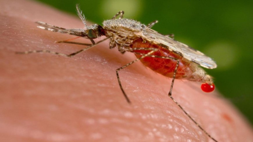 Invasive Mosquito Risks India’s 2030 Malaria Elimination Goal