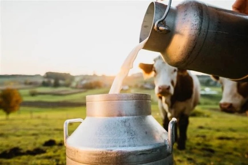 Tight Milk Supply Ahead: India’s Dairy Sector Gears Up for 2026 Demand Surge