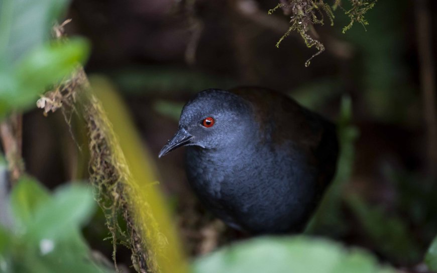 Galápagos Rail Rediscovered After Nearly 200 Years | Conservation Triumph