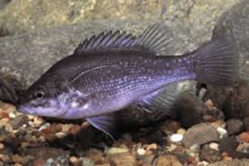 “Only Between Two Waterfalls: Rare Ancient Fish’s Last Home Now in Danger”