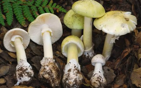 Four Dead as Toxic Death Cap Mushrooms Surge Across California After Rains