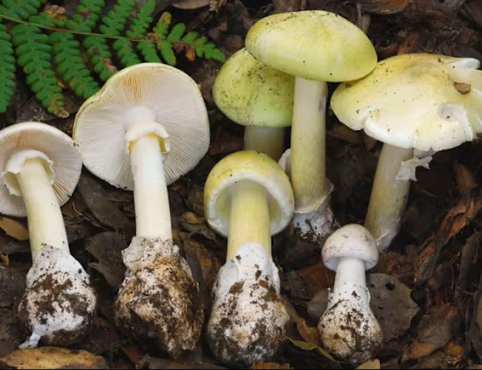 Four Dead as Toxic Death Cap Mushrooms Surge Across California After Rains