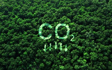 India’s Forest Carbon May Nearly Double by 2100, But Climate Stress Could Weaken Ecosystems