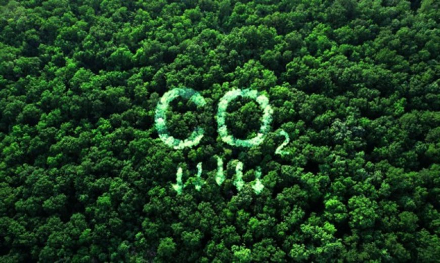 India’s Forest Carbon May Nearly Double by 2100, But Climate Stress Could Weaken Ecosystems