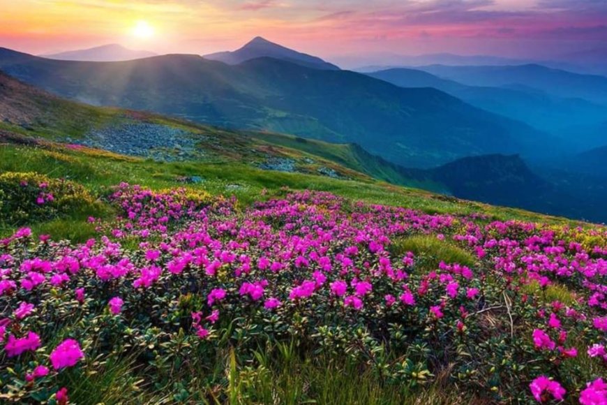 Valley of Flowers, Uttarakhand 