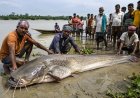 Giant Fish Weighing Up to 100 Kg Swept Into Bihar From Nepal Floods, Fishermen Left Stunned