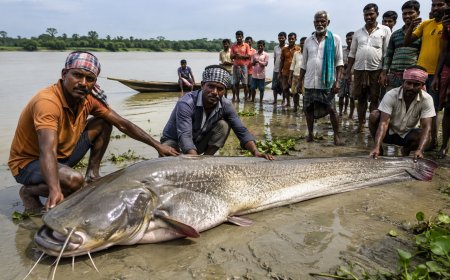 Giant Fish Weighing Up to 100 Kg Swept Into Bihar From Nepal Floods, Fishermen Left Stunned