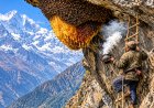 Nepal’s ‘Mad Honey’: The Dangerous Honey Harvested from the Edge of Death