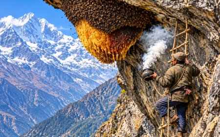 Nepal’s ‘Mad Honey’: The Dangerous Honey Harvested from the Edge of Death